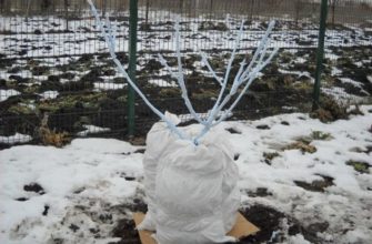 укрытие яблони