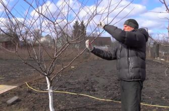 обрезка сливы